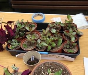 Repair Cafe: Plant Care & Repair