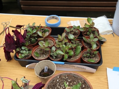 Repair Cafe: Plant Care & Repair